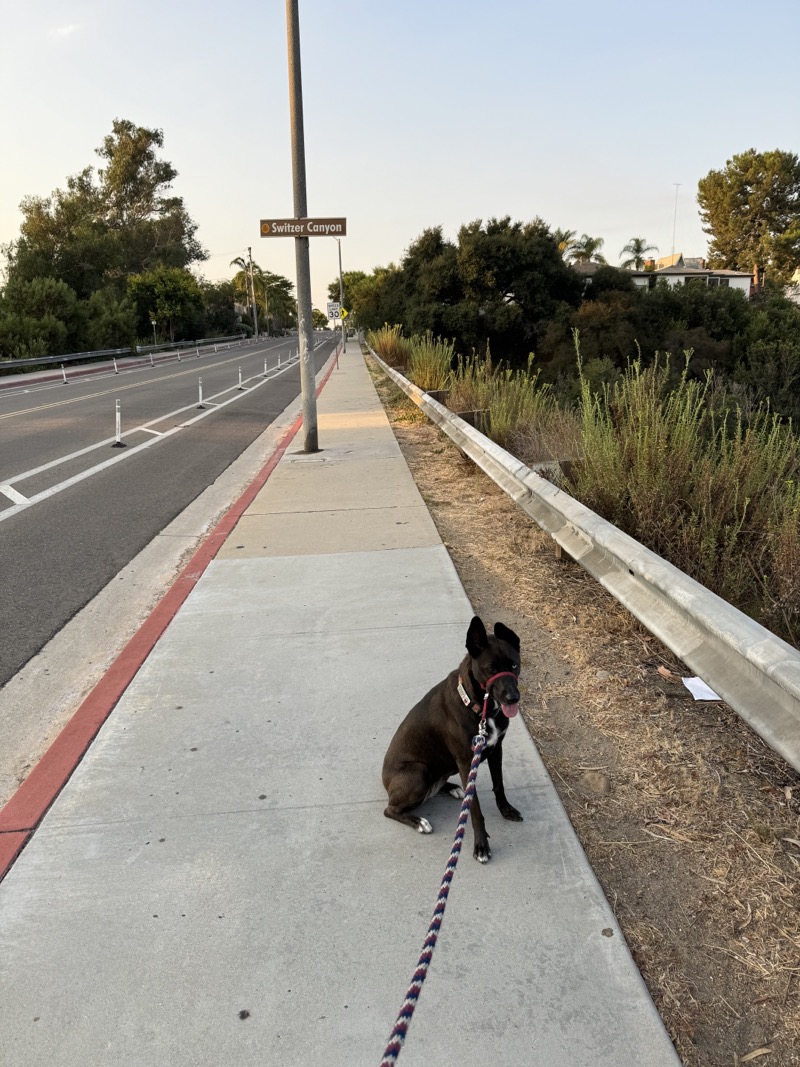 A picture of a black dog named Bowie sitting, taken on September 8 2024 at 7:05 am